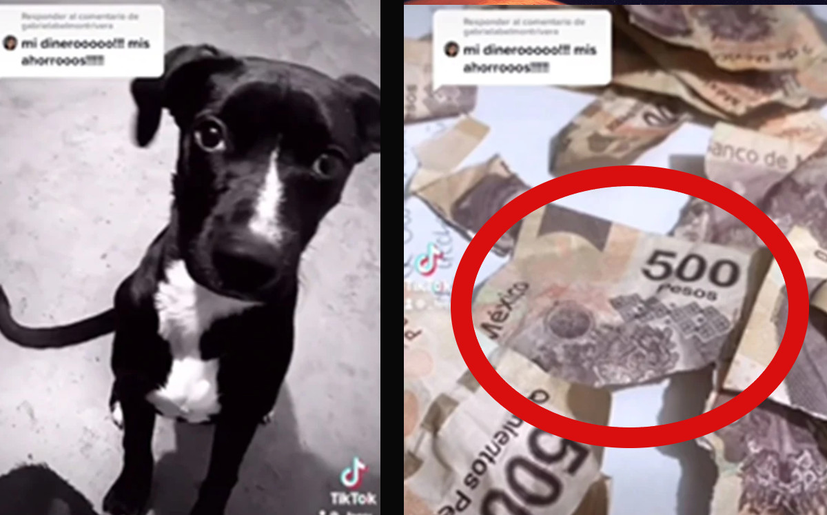 Perrito destroza el aguinaldo de su dueño; video se hace viral- |Especial