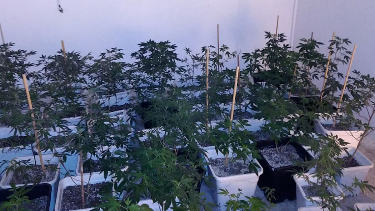 En CdMx, desmantelan laboratorio e invernadero de mariguana en Tlalpan