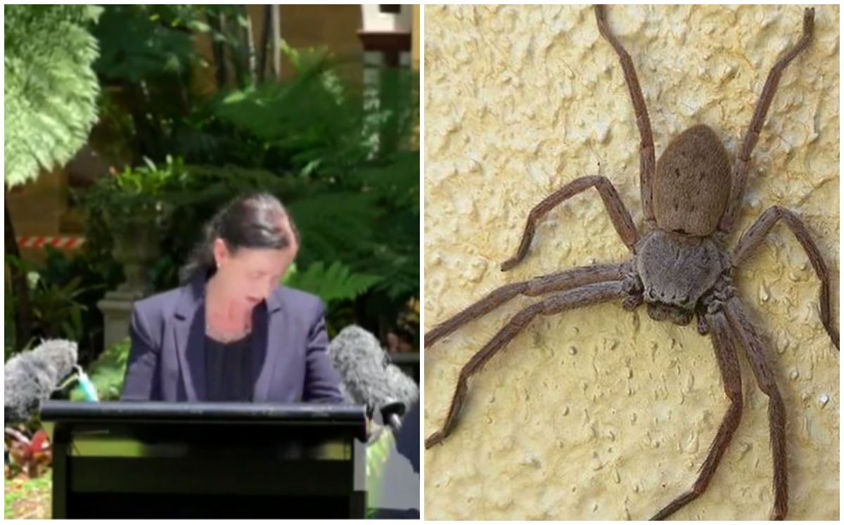 Enorme araña interrumpe conferencia de prensa sobre covid-19 en Australia