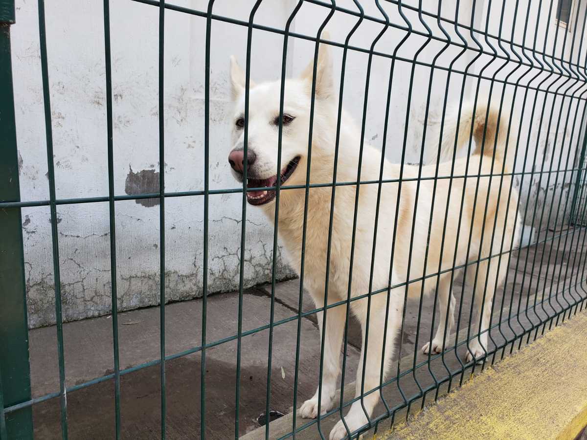 Invitan a la adopción canina en época navideña para evitar abandonos  (Diana Barajas)