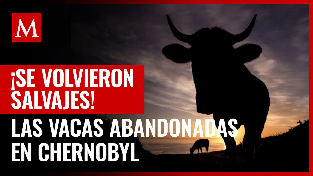 En Chernobyl, descubren vacas abandonadas, se volvieron salvajes
