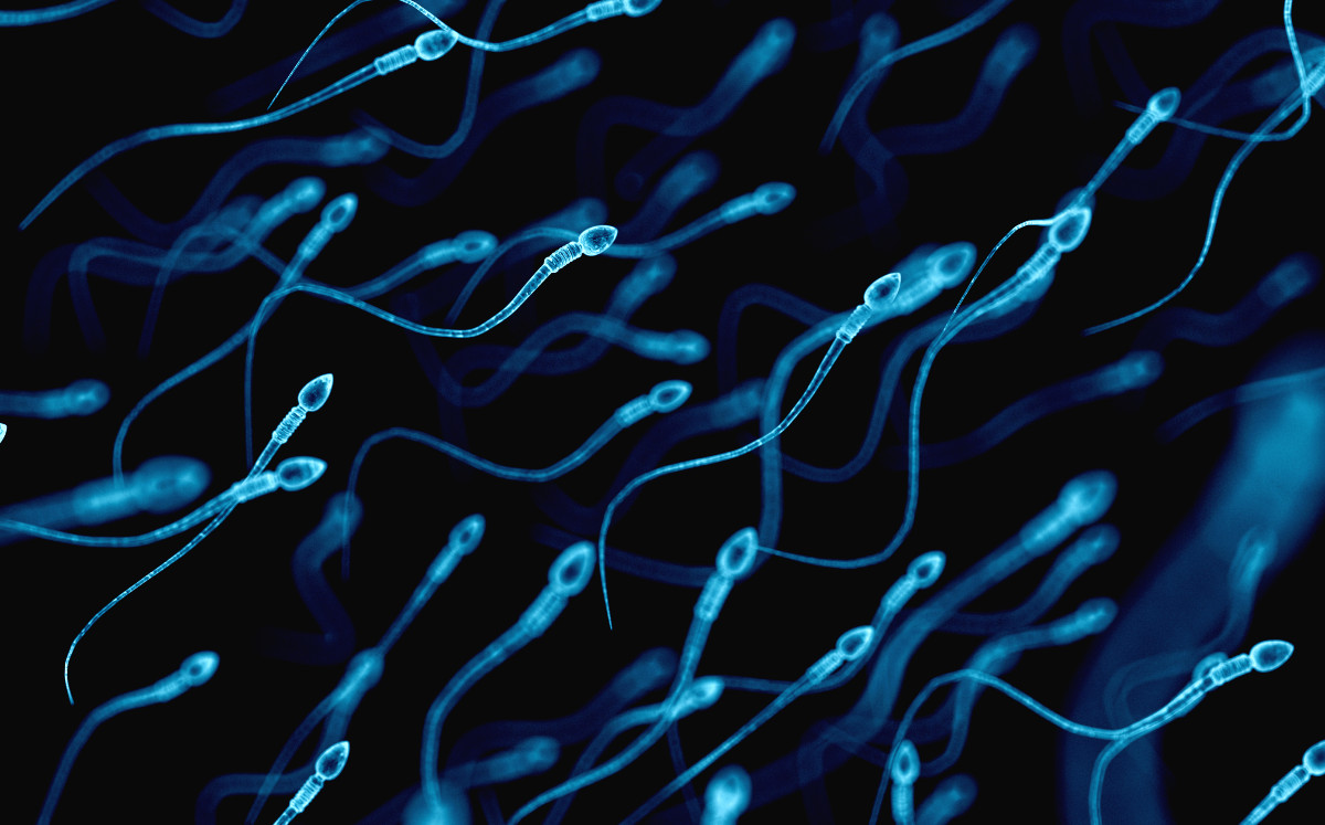 Descubren espermatozoides más antiguos de la historia | Especial.