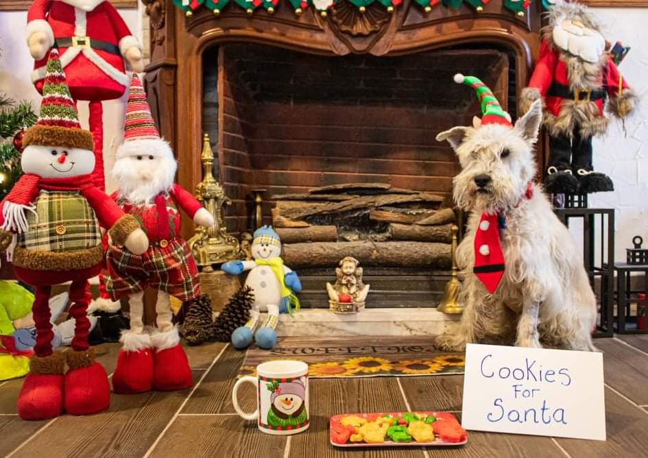 En Pachuca ofrecen diversas opciones para que las mascotas también celebren Navidad. (Elizabeth Hernández)