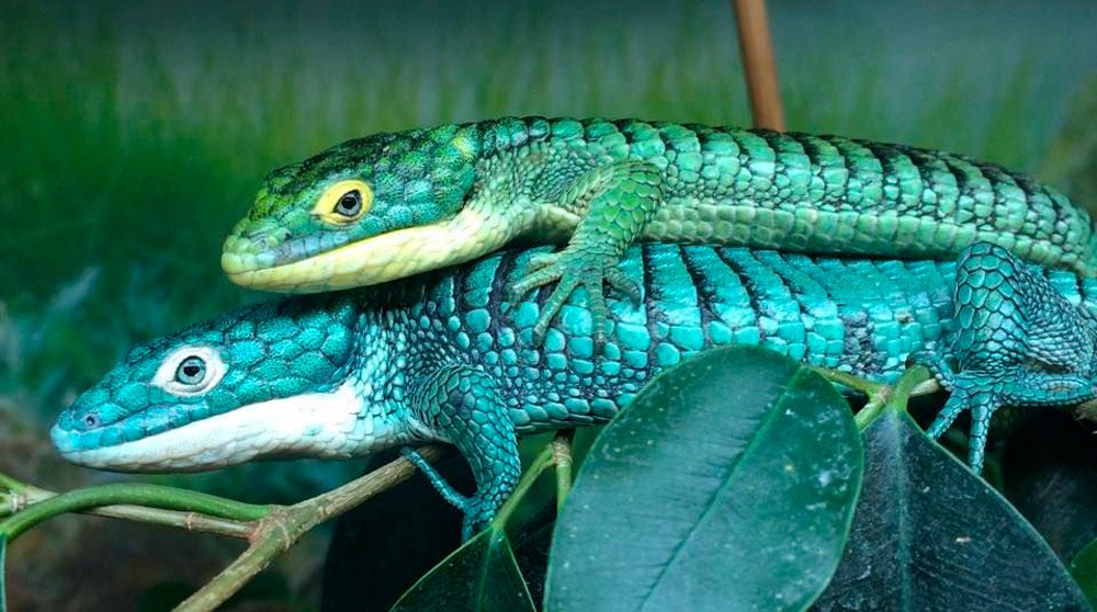 Dragoncito azul mexicano (Instagram)