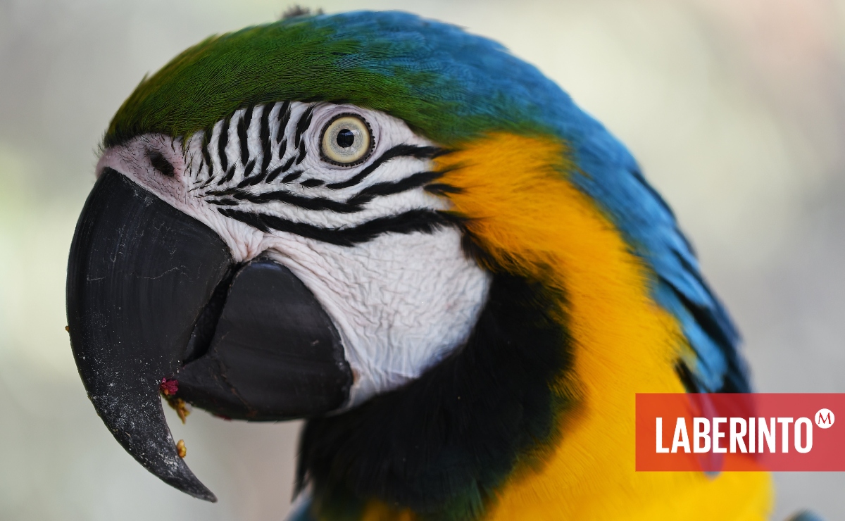 El loro impasible sigue ahí. (Unsplash)