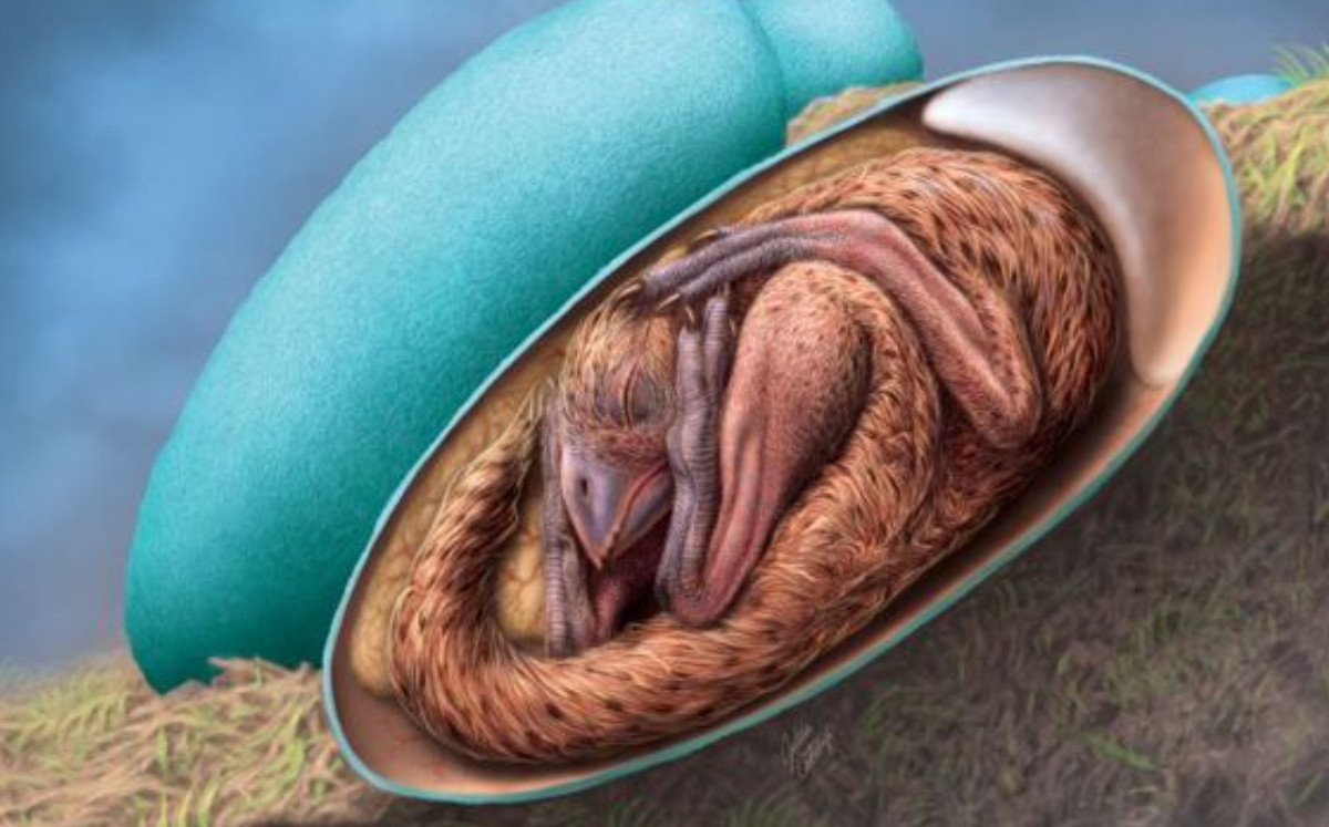 Embrión de dinosaurio en postura de pájaro dentro de un huevo fósil |Especial.
