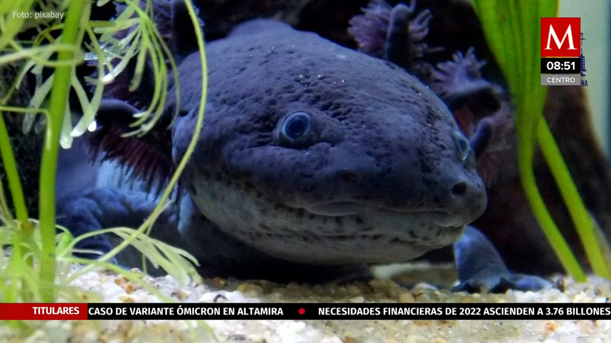 Investigadores buscan restaurar ecosistema de ajolote en Xochimilco