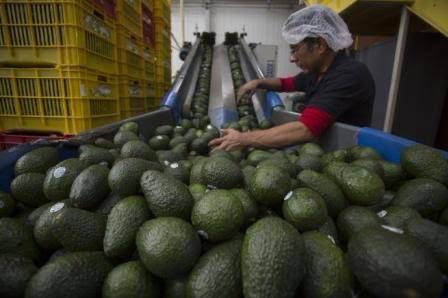 Producción de aguacates