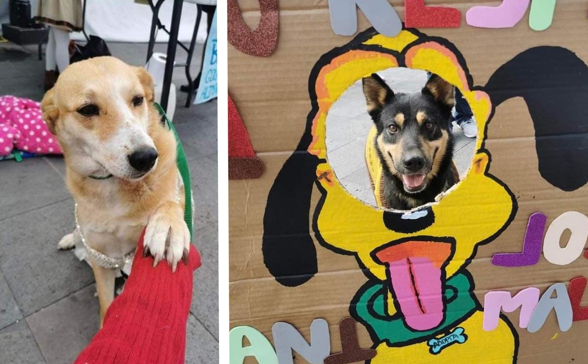 El apoyo también es un filtro de reflexión en la población para evitar la perpetración animal.