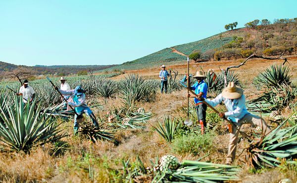 Alrededor de 64% de lo que se elabora en México es para otros paises. Carlos Jasso/Reuters