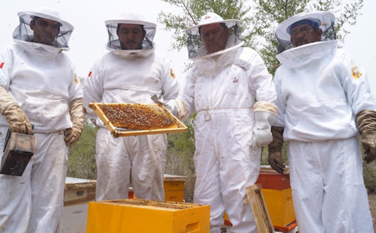 Productores de miel exportan desde Tamaulipas al mundo.