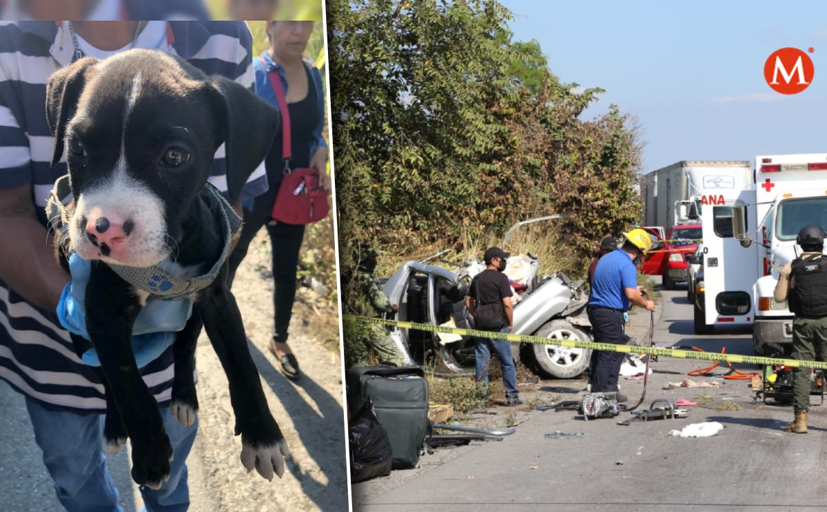 Bomberos rescatan cachorro de accidente sobre carretera Tampico-Valles