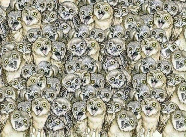 Gato y Búhos: reto visual