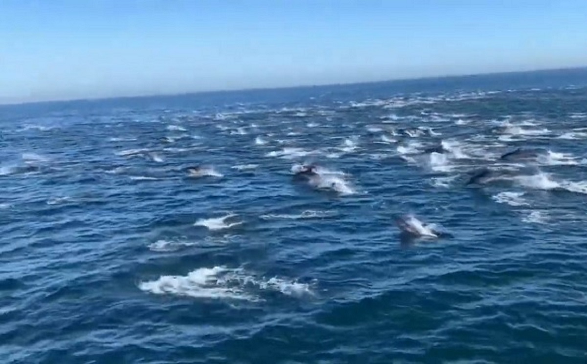 Cientos de delfines nadando en Newport Beach, California. | DPA