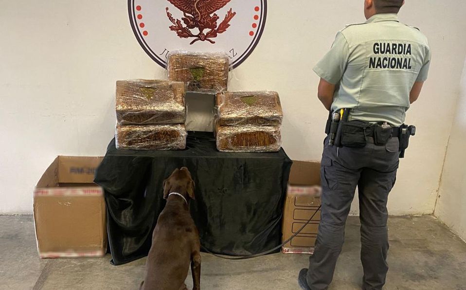 Encuentran 40 kilos de marihuana en empresa de mensajería en Nuevo León. Foto: Cortesía