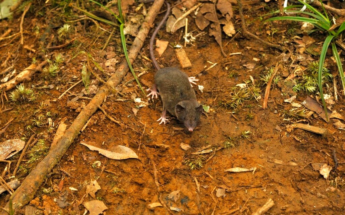 Nuevas especies de musarañas en Indonesia