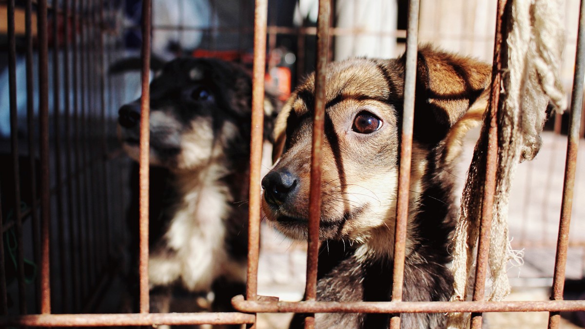 El hombre está acusado de maltrato animal, por lo que fue vinculado a proceso. (Unsplash)