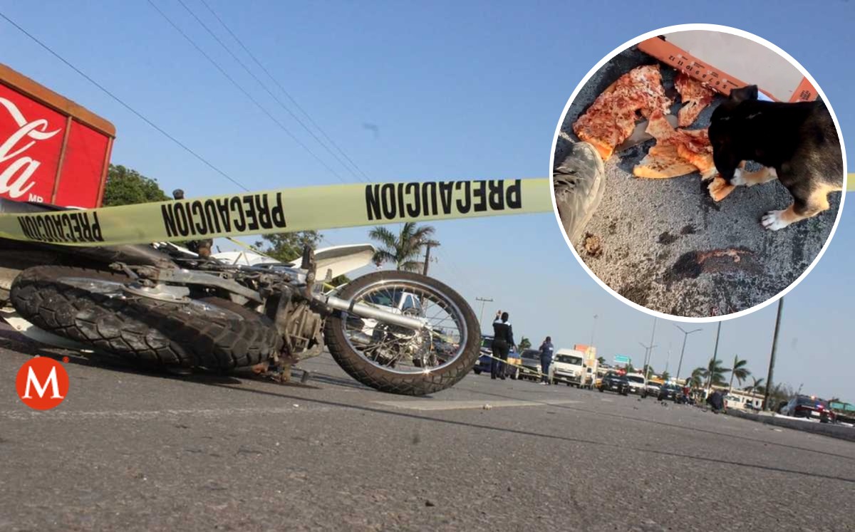 Perrito aprovecha accidente vial para comer pizza en Navidad