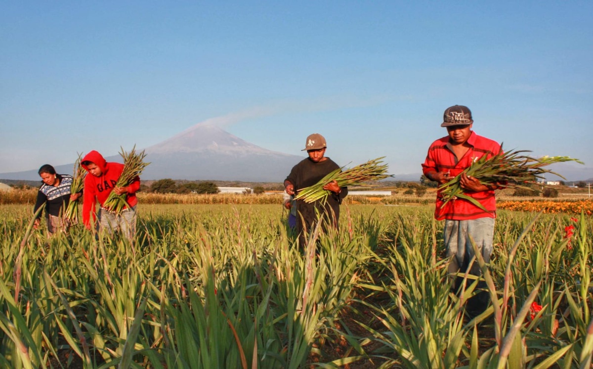 Floricultores recogen gladiolas en un campo de cultivo frente al Popocatépetl | Andrés Lobato