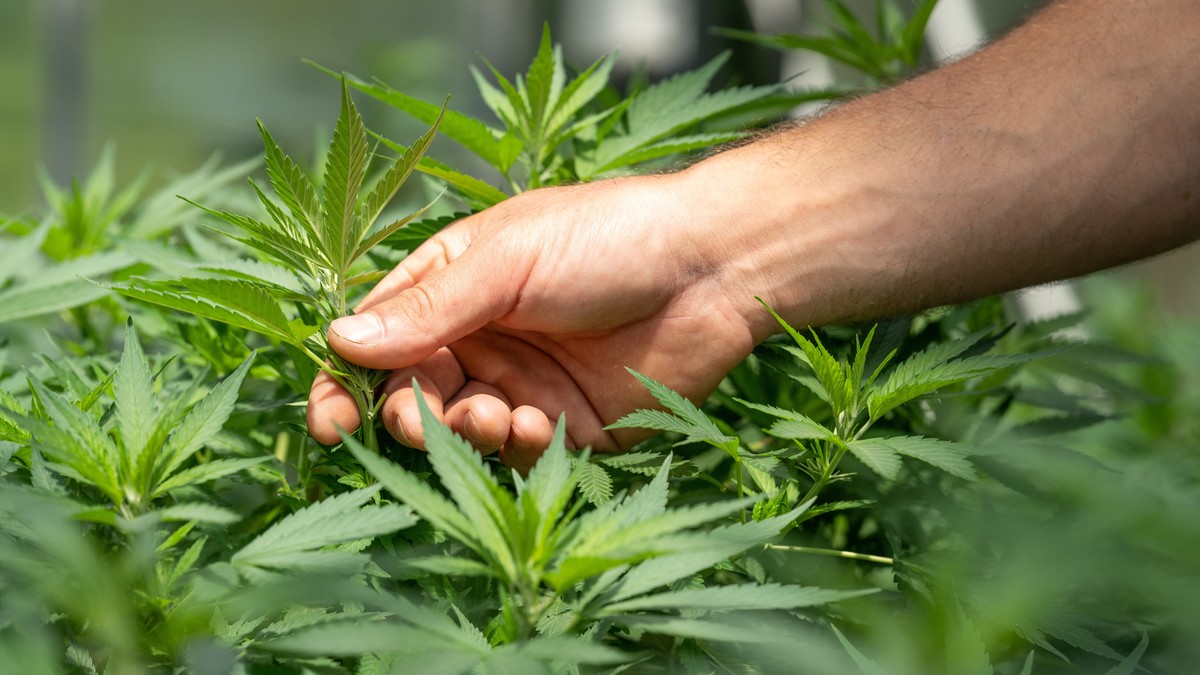 El proyecto de la aprobación de la marihuana quedó pospuesto para el próximo periodo legislativo. (Unsplash)