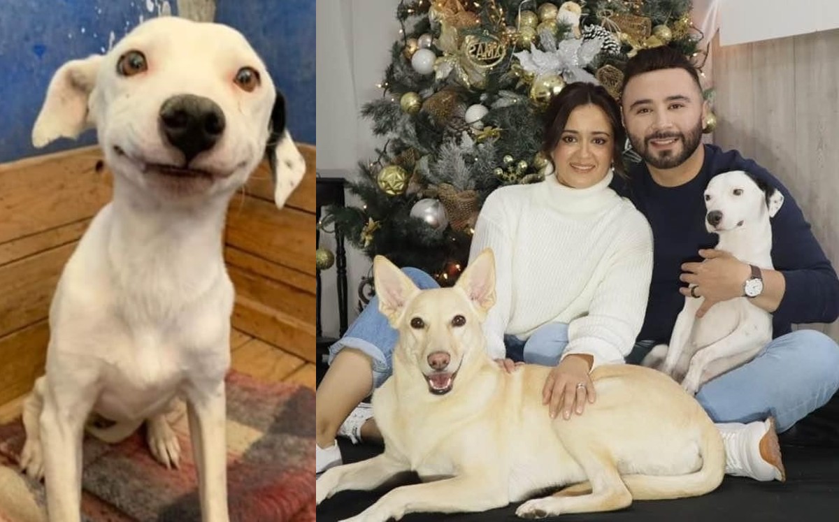 Así se publicó acerca de la adopción de Kumi por parte de una familia. (Especial)