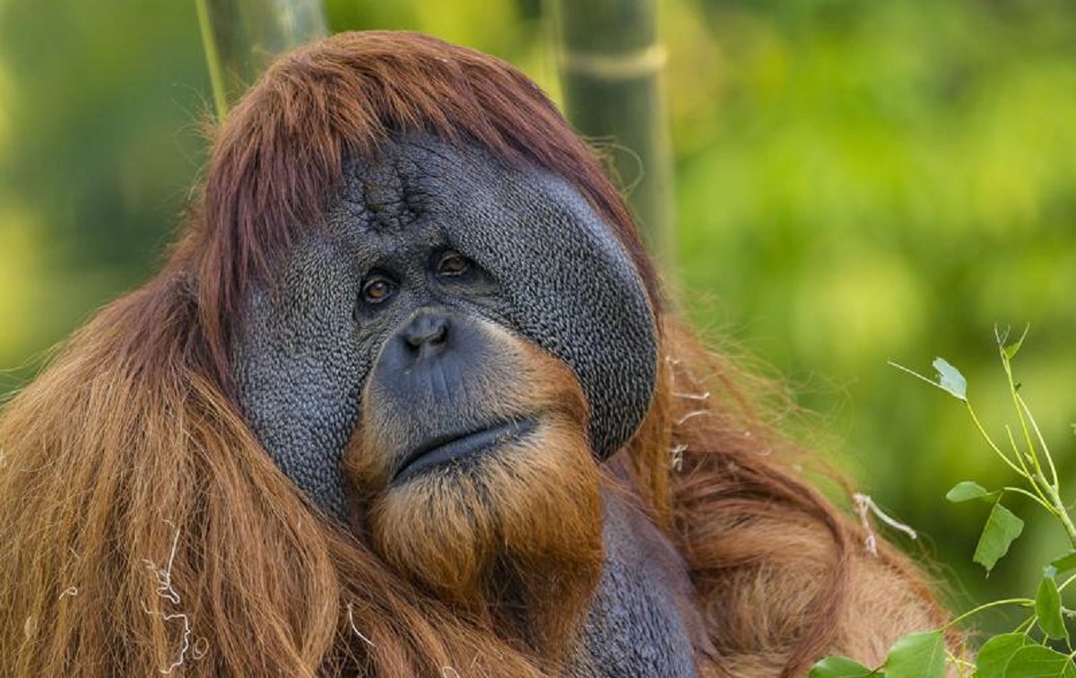 Satu nació en el zoológico de San Diego en 1995. | Foto: Instagram