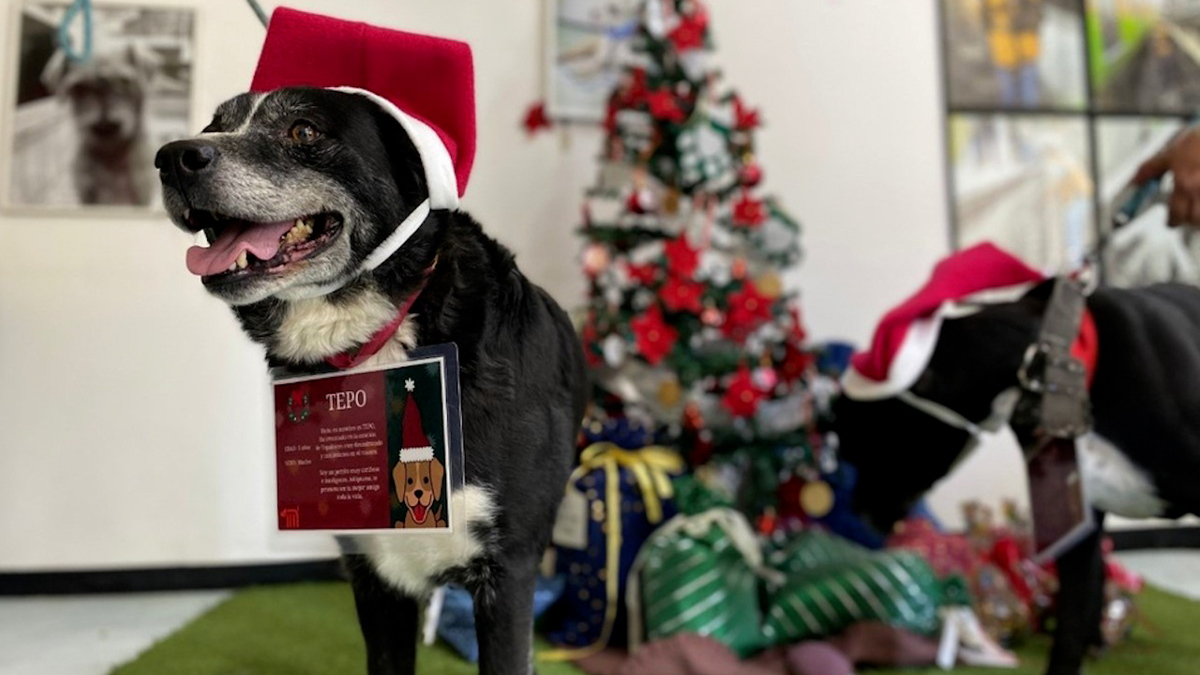 Perritos rescatados en Metro de CdMx llevarán cartas
