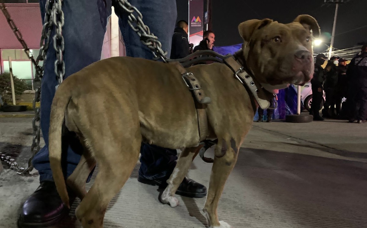 El perro recibió atención en el Centro de Atención Canina y Felina municipal. (Especial)