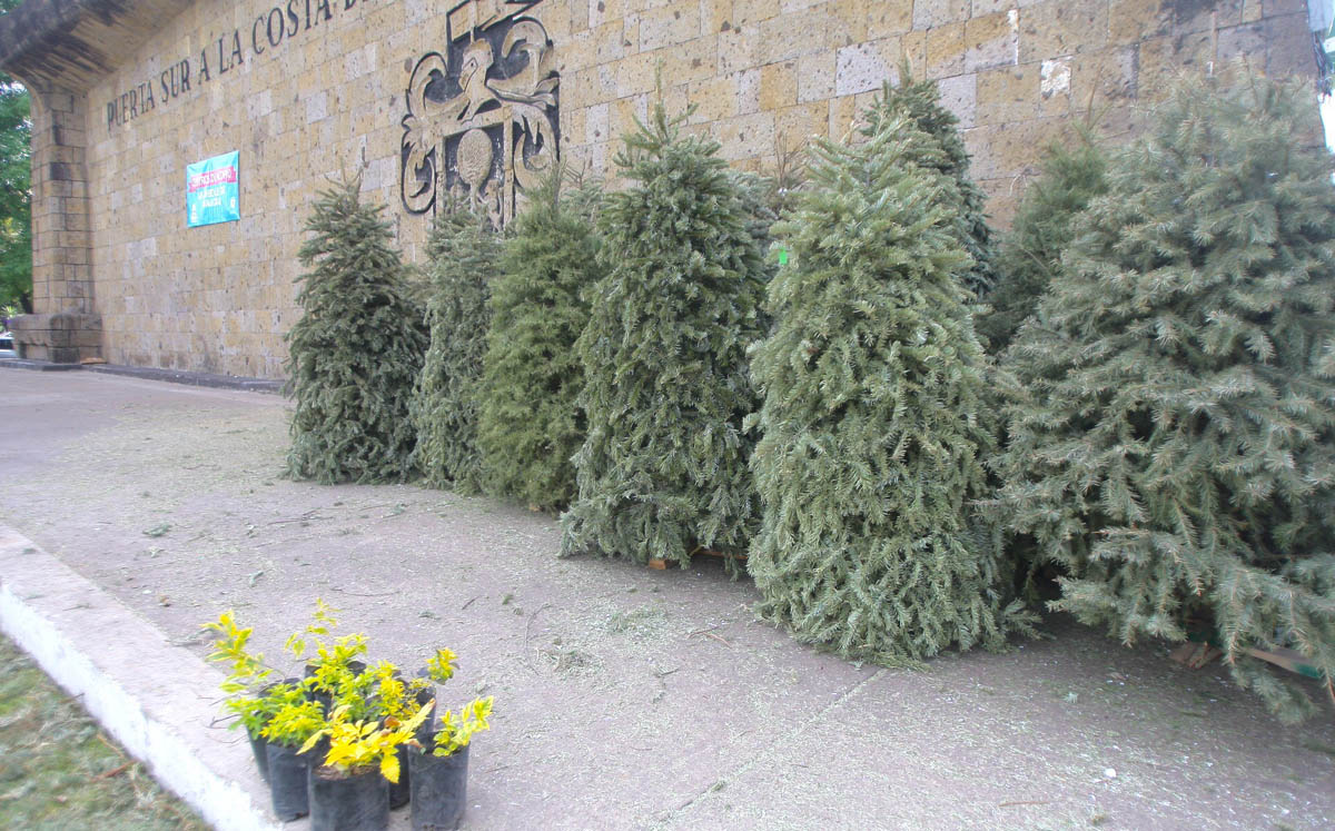 Realizan acopio de arbolitos de navidad en Zapopan (Cortesía)