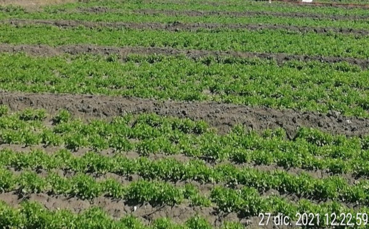 Afecta bacteria cultivos de Tehuacán | Especial