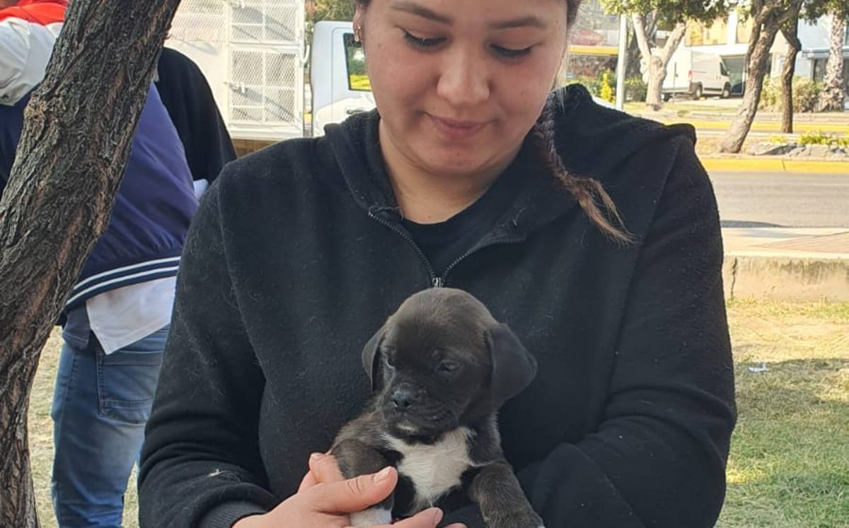 La adopción de mascotas es permanente en el CCBA de León.
