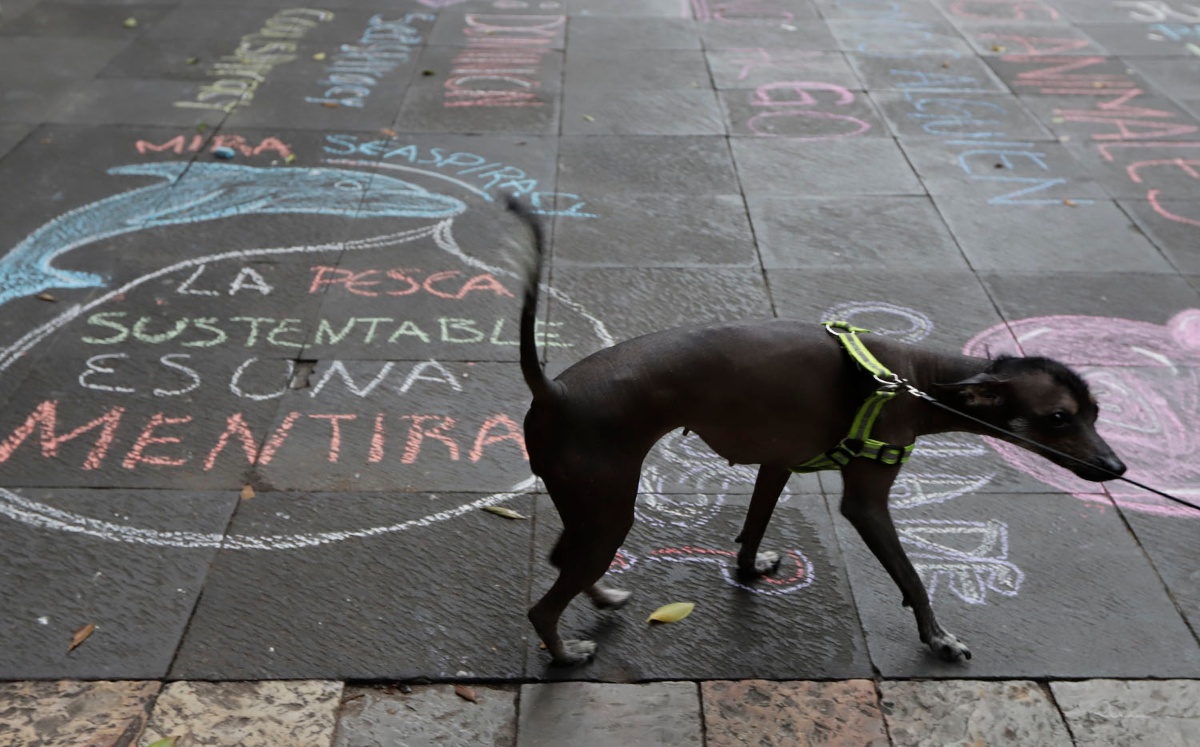 Maltrato animal | Agencia Enfoque