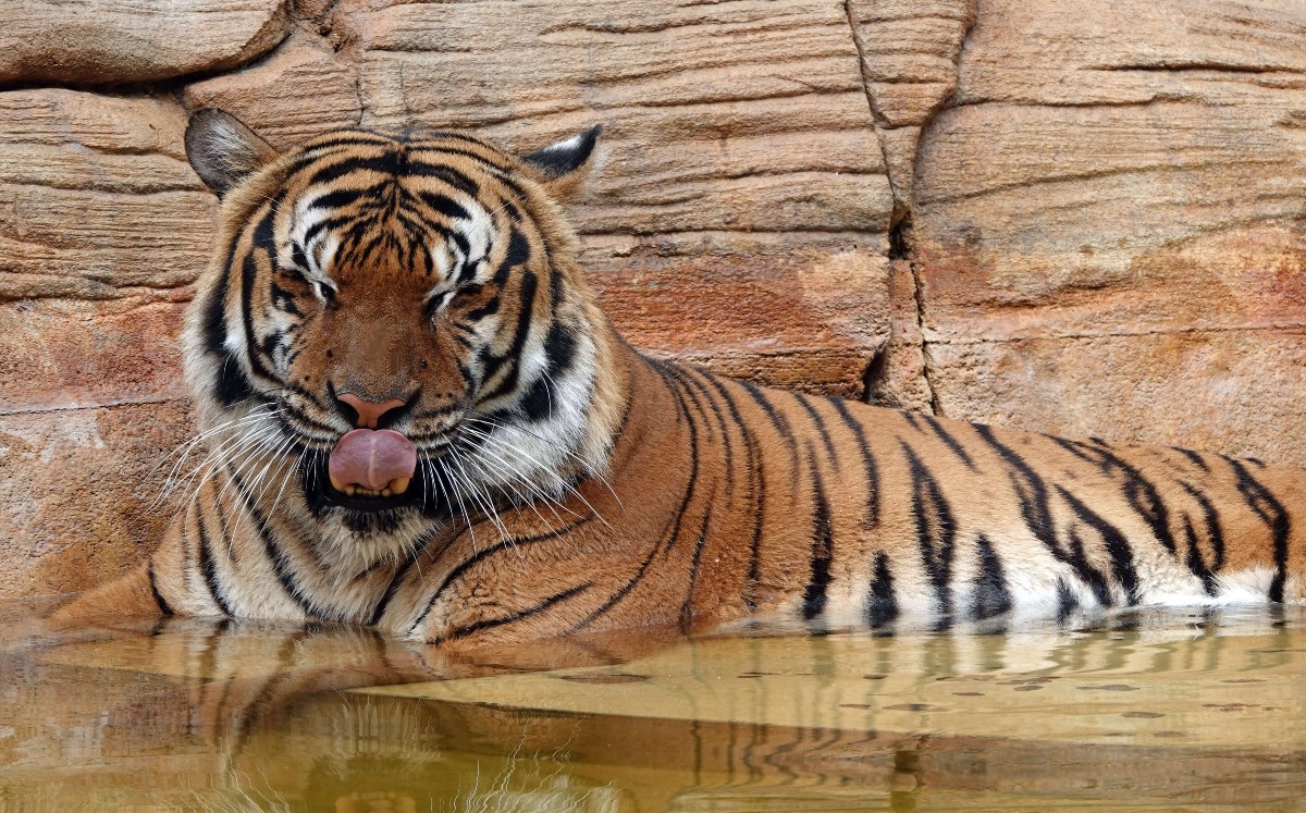 Policía mata a tigre que atacó a hombre en zoológico de Florida | @NaplesZoo