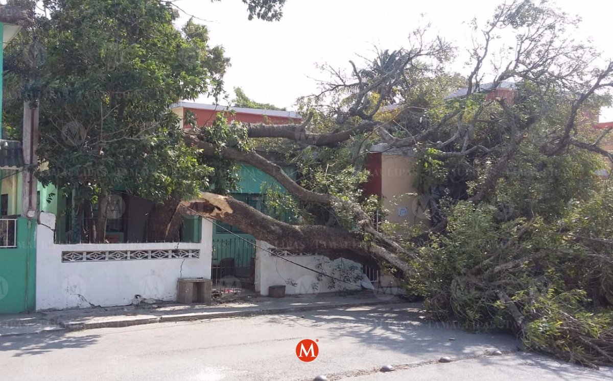 Casas dañadas por el frente Frío 19 en Tamaulipas.