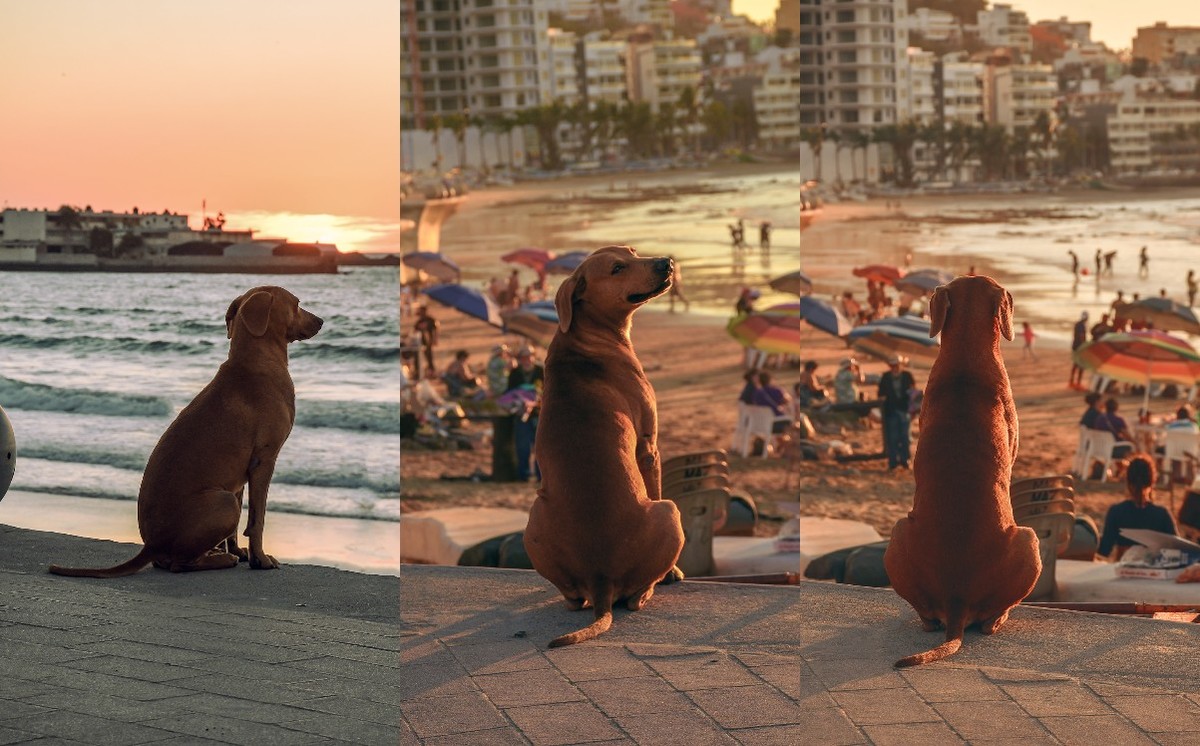 En la foto se aprecia un perrito que disfruta el atardecer en las playas de Mazatlán. (Especial)