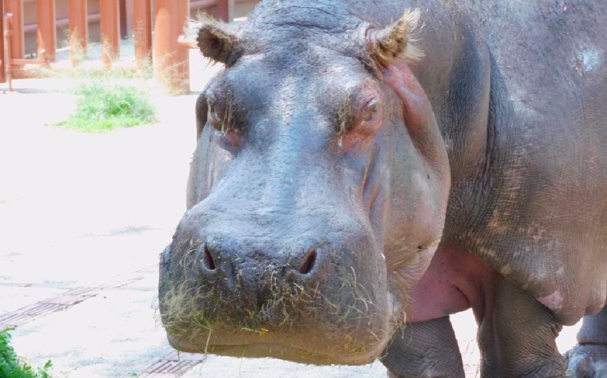 Al igual que los humanos, los animales envejecen y la vejez es un proceso natural. | Especial