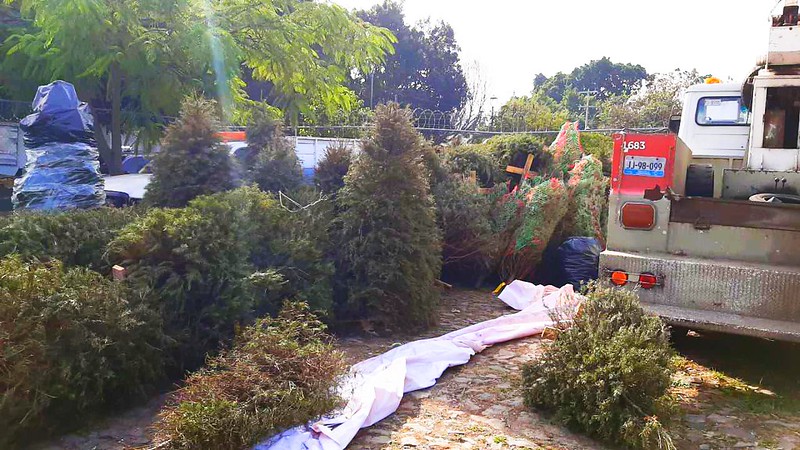 El municipio habilitará 15 puntos para la recolección de árboles de Navidad. (Cortesía)