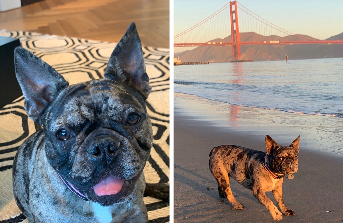 Los robos de perros bulldog francés, como Rosie, se dispararon en los últimos meses. | Foto: Policía de SF