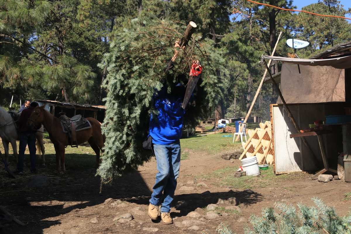 “La Navidad regresa al bosque”, campaña de recolección de árboles naturales en Tlalpan. | Especial