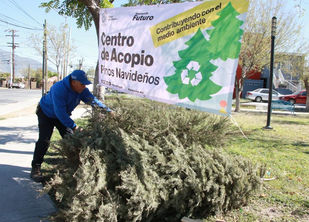 Santa Catarina, NL instala centros de acopio para pinos navideños. Foto: Especial.