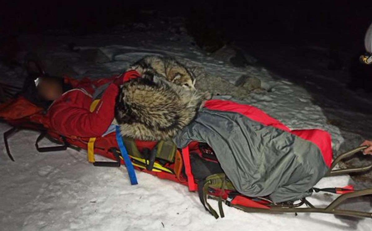 Este perrito le salvó la vida al montañista (Especial).