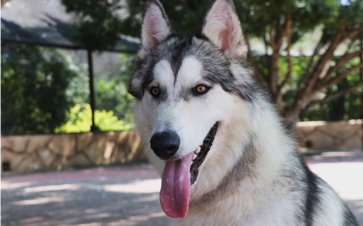 Lobo del zoológico de Tamatán en Ciudad Victoria, Tamaulipas. (Cortesía)