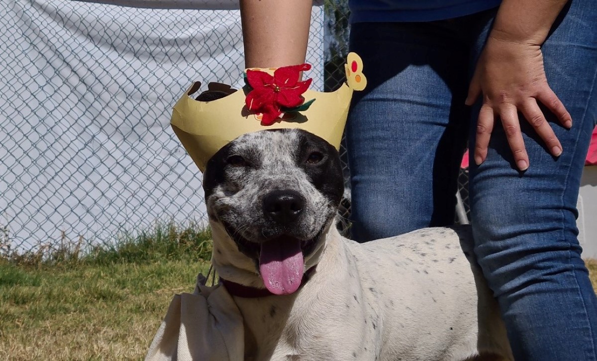 Los perros rescatados iniciaron hoy la entrega de las cartas a los Reyes Magos. | Especial