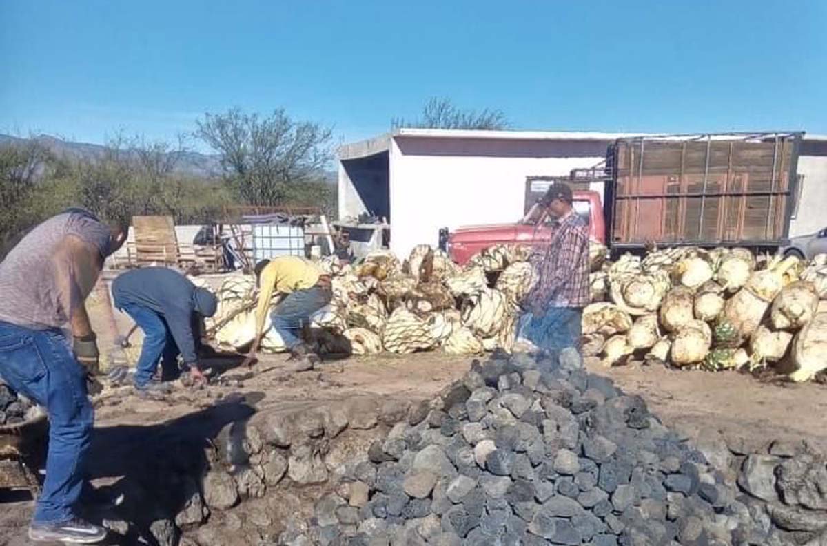 Producción de mezcal. (Especial)