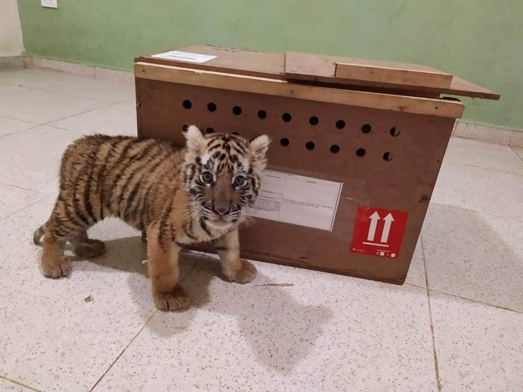 Mientras  realizaban inspecciones en la paquetería, fue hallado un tigre de bengala.