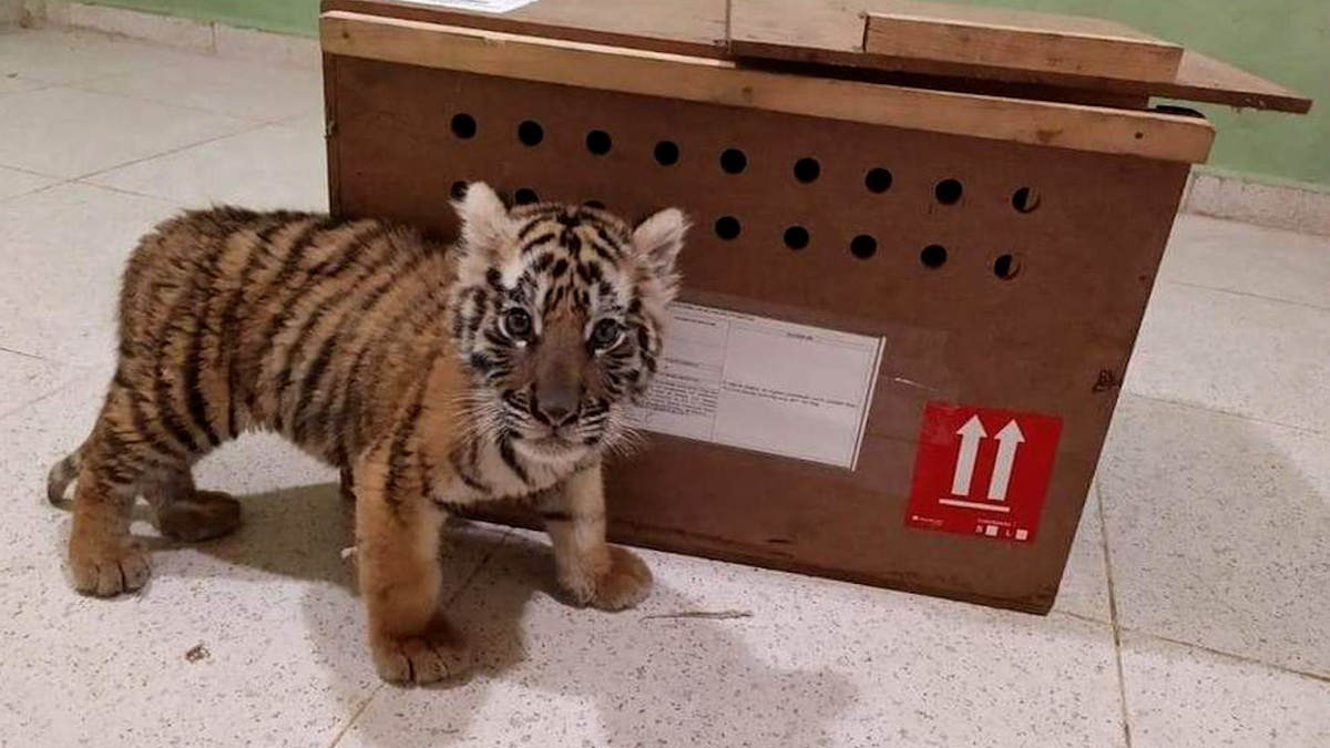 Rescatan a cachorro de tigre de bengala en aeropuerto de Mérida