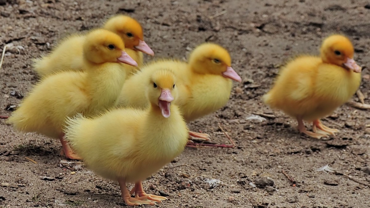 Decenas de millones de aves han sido sacrificadas en el pasado por brotes de gripe aviar. (Pixabay)