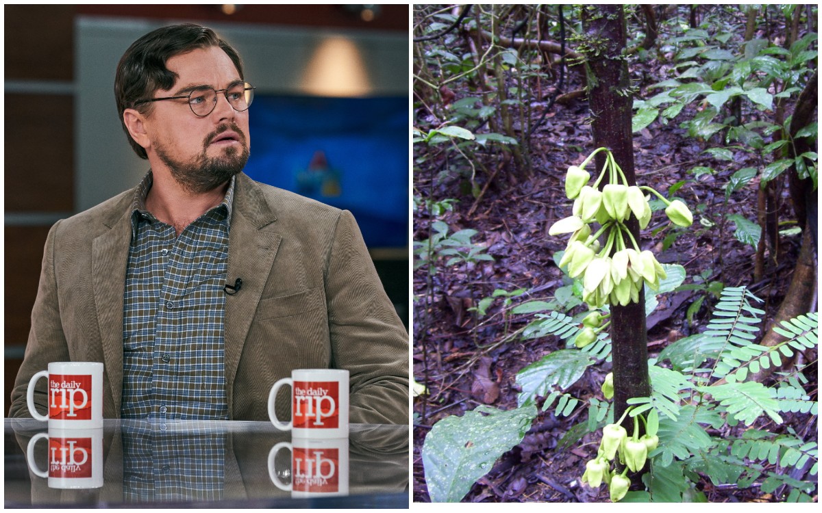El árbol es una especie en peligro de extinción | Especial