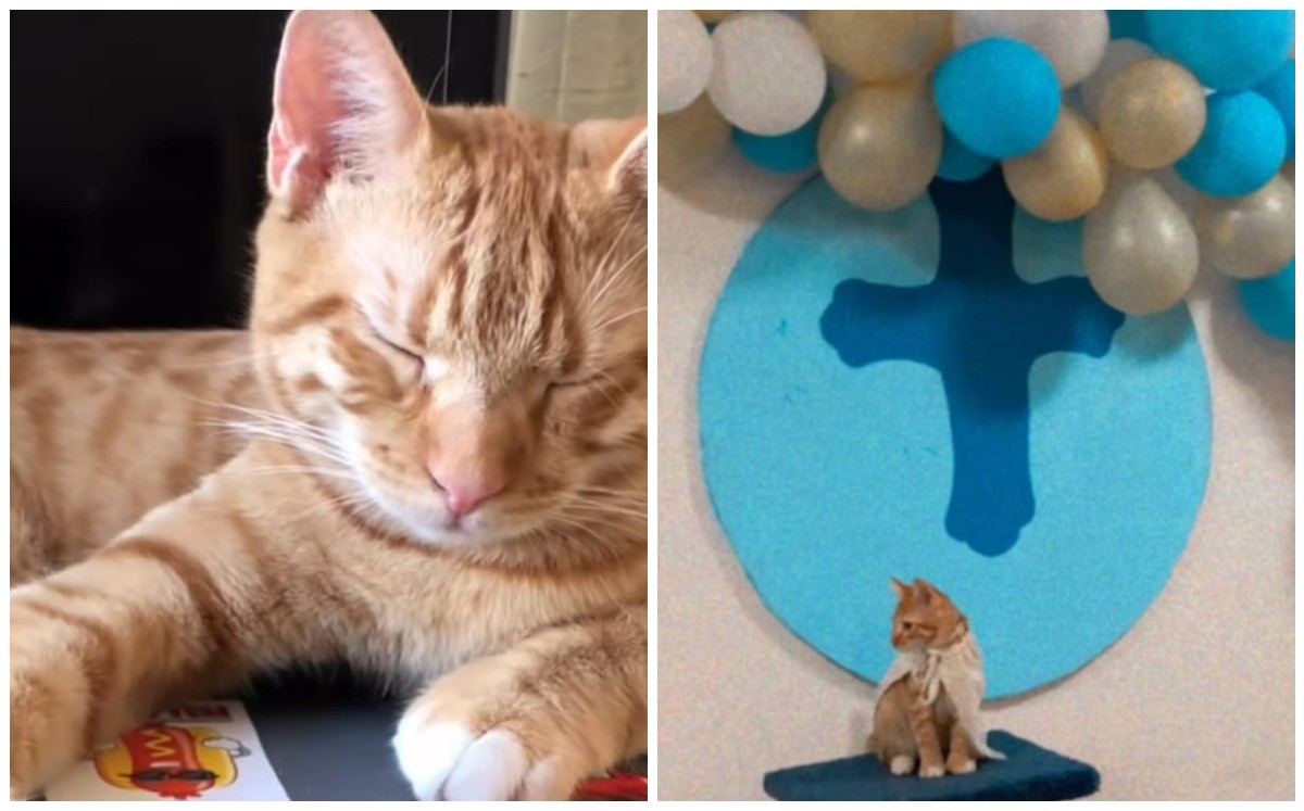 Gatito tiene bautizo y se hace viral (Captura)