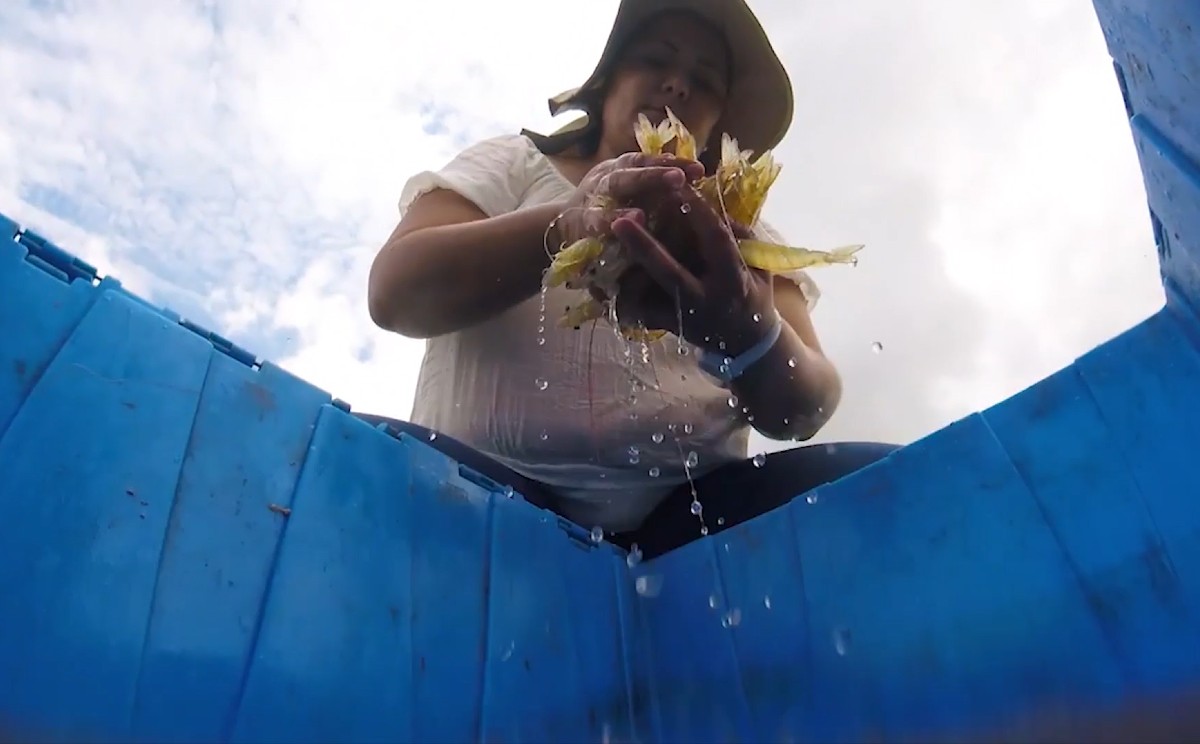 Mujeres colaboran en actividades de la pesca ribereña en Tamaulipas.